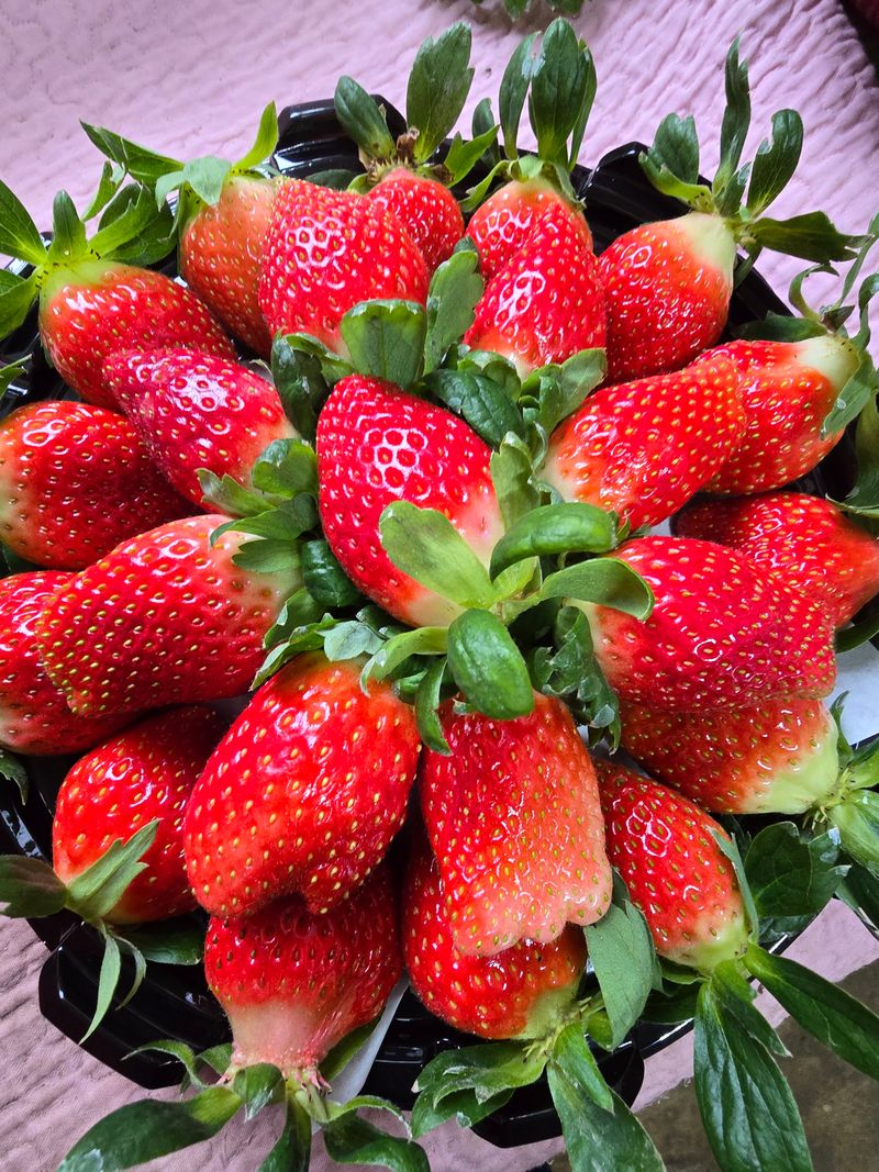 강미향님의 장터 판매 상품 [순천선우네 무농약딸기 판매합니다.] 첨부 사진