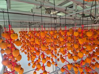 성범현님의 기타작물 · 영농일지 작성글 사진