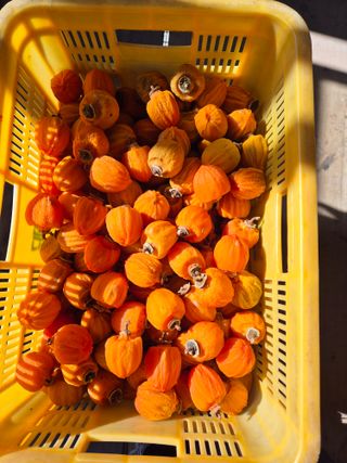 성범현님의 기타작물 · 영농일지 작성글 사진