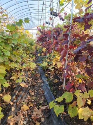 오대원님의 기타작물 · 영농일지 작성글 사진