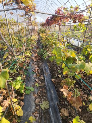 오대원님의 기타작물 · 영농일지 작성글 사진