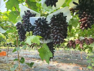 오대원님의 기타작물 · 영농일지 작성글 사진