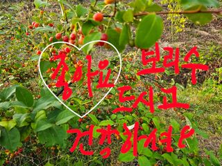 왕개미님의 자유주제 · 자유게시판 작성글 사진