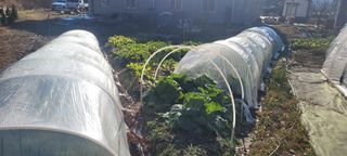 김정은님의 배추 · 영농일지 작성글 사진