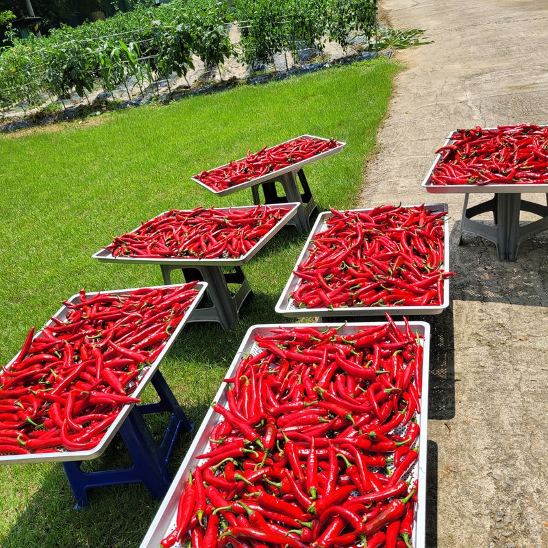 서녕영더기님의 장터 판매 상품 [고춧가루 6키로] 첨부 사진