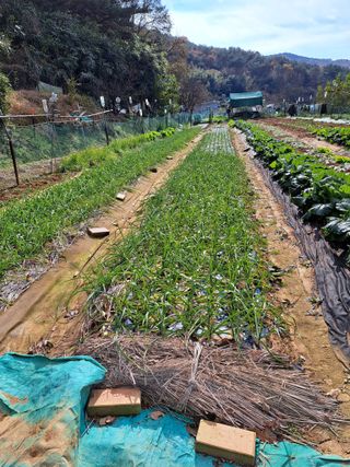 권찬훈님의 마늘 · 영농일지 작성글 사진