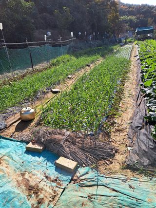 권찬훈님의 마늘 · 영농일지 작성글 사진