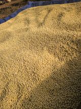 팜모닝 콩·영농일지 게시글 이미지