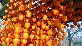 산골촌부님의 자유주제 · 자유게시판 작성글 사진