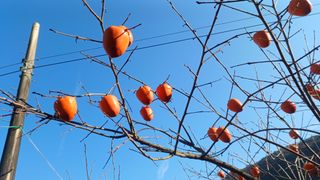 산골촌부님의 자유주제 · 자유게시판 작성글 사진