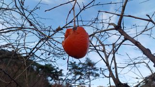 산골촌부님의 자유주제 · 자유게시판 작성글 사진