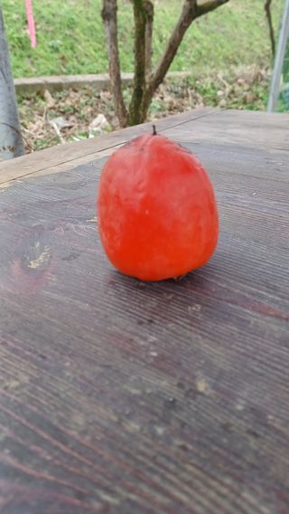 산골촌부님의 자유주제 · 자유게시판 작성글 사진