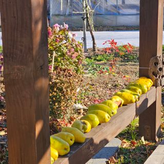 김해열님의 12월 작물 자랑하기 · 참여글 작성글 사진