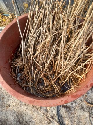 무료지식나눔 팜닥터님의 자유주제 · 자유게시판 작성글 사진