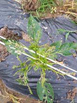 팜모닝 기타작물·병해충상담 게시글 이미지