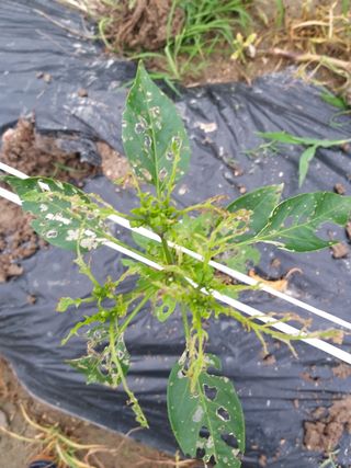 몽달이님의 기타작물 · 병해충상담 작성글 사진