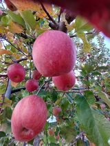 팜모닝 · 게시글 이미지