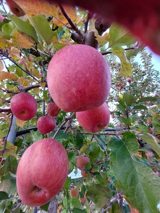 트라이애플1님의 작성글 사진