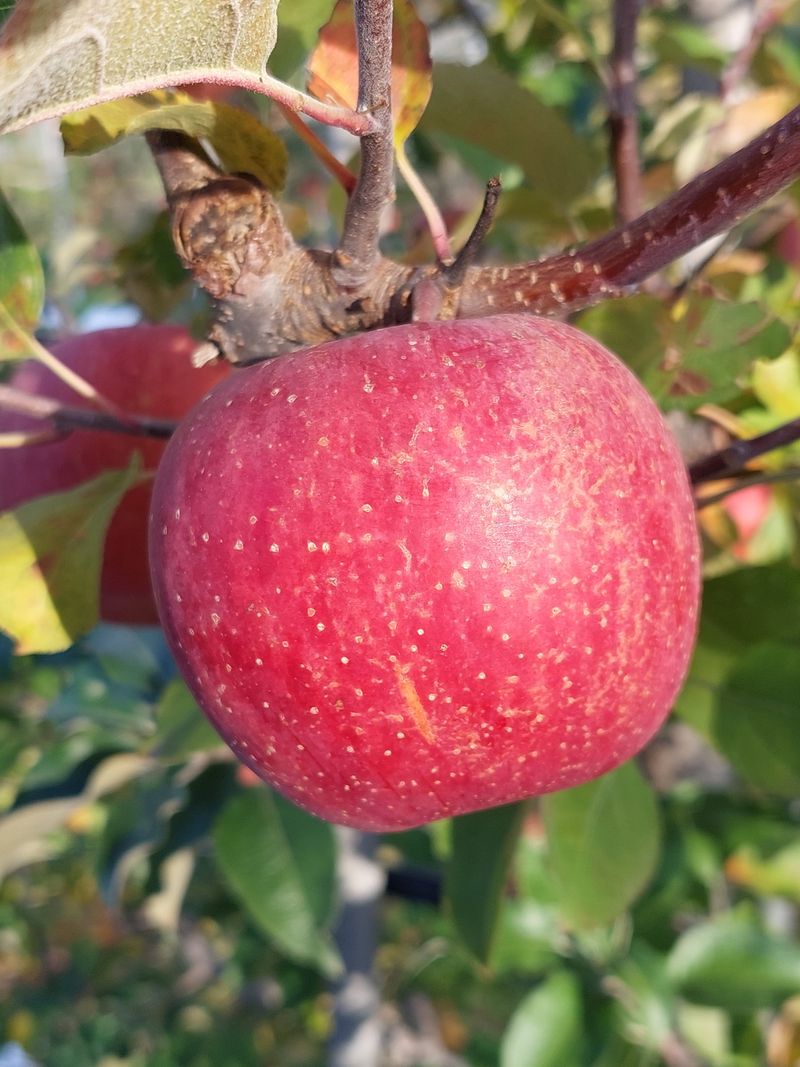 트라이애플1님의 장터 판매 상품 [미안마 부사 10kg] 첨부 사진