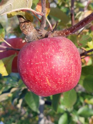 트라이애플1님의 작성글 사진