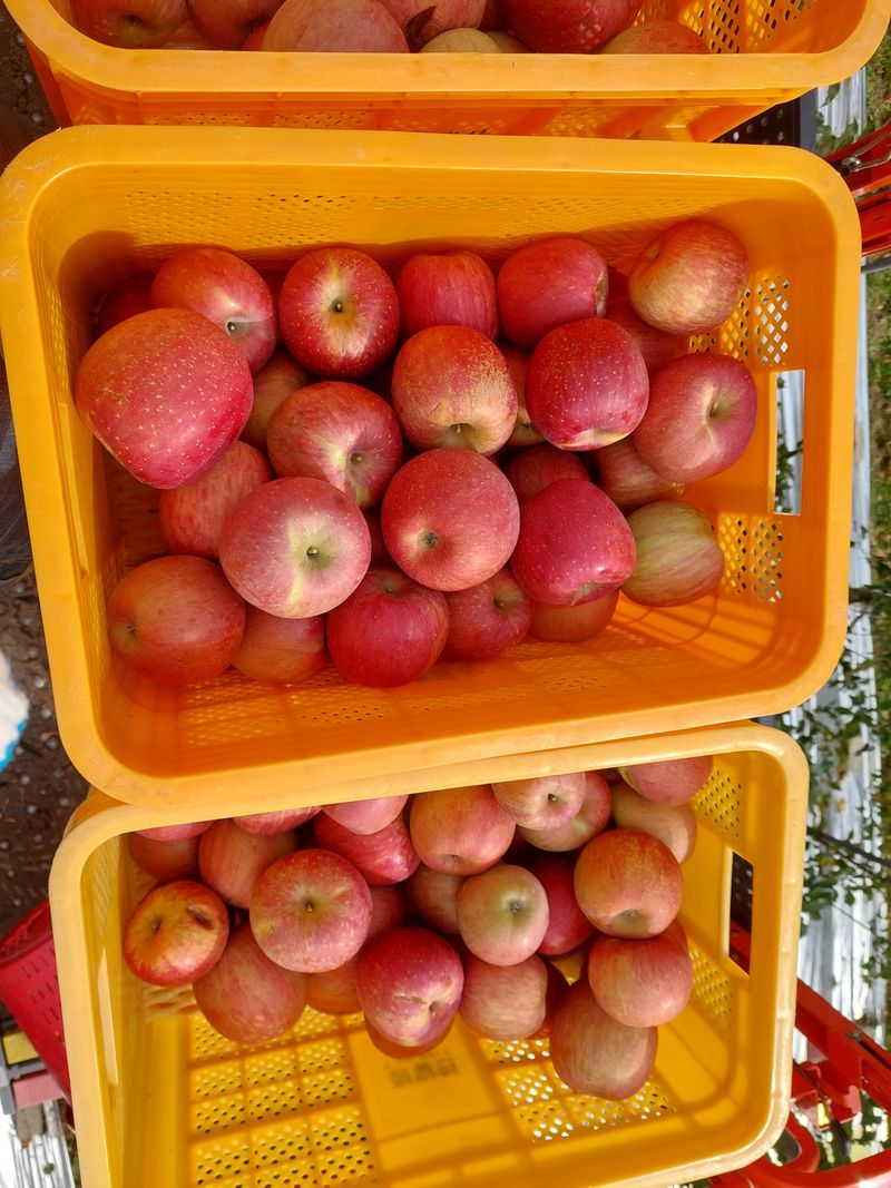 트라이애플1님의 장터 판매 상품 [미안마 부사 10kg] 첨부 사진