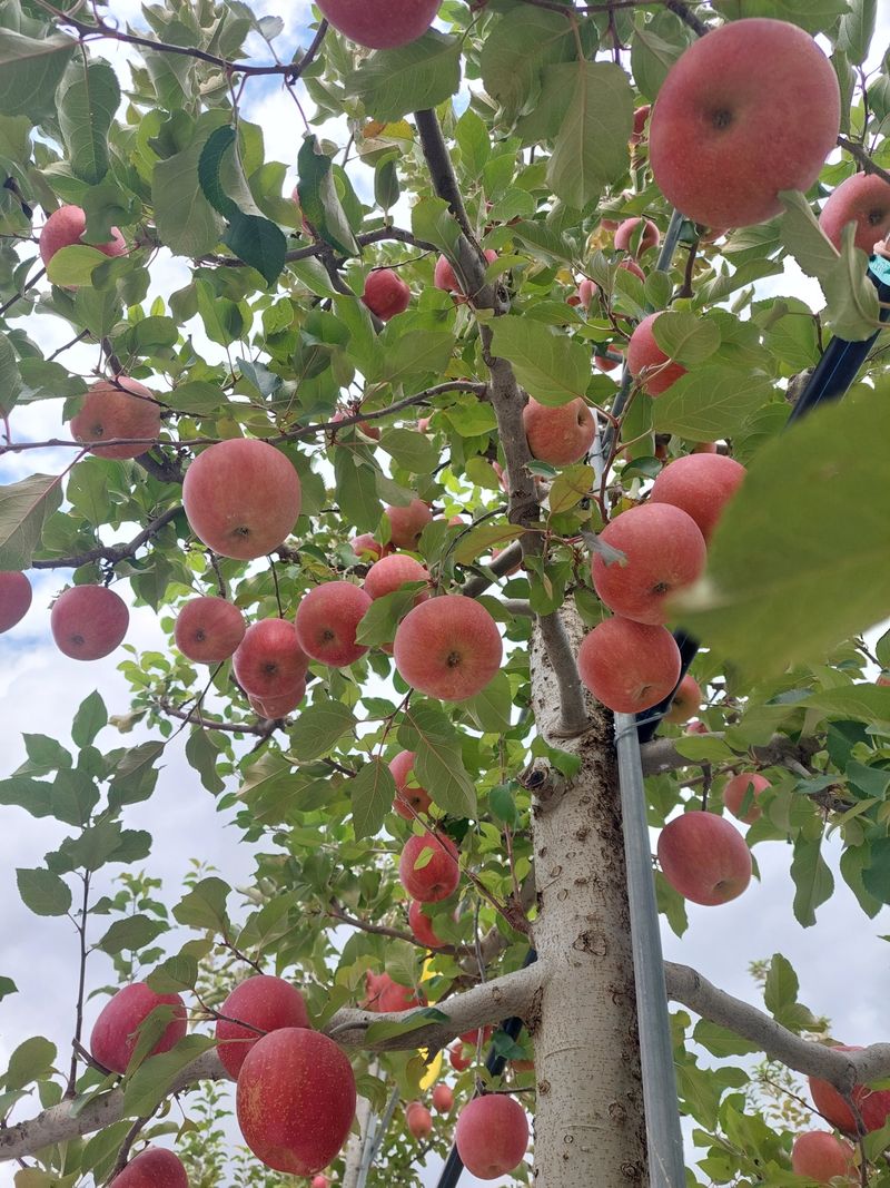 트라이애플1님의 장터 판매 상품 [미안마 부사 10kg] 첨부 사진