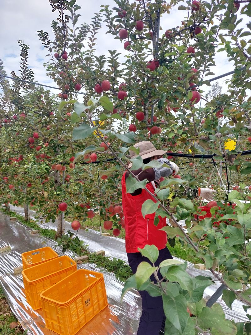 트라이애플1님의 장터 판매 상품 [미안마 부사 10kg] 첨부 사진