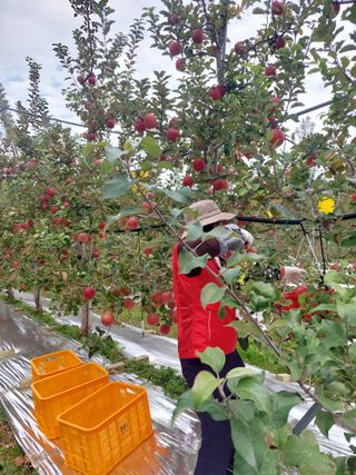 트라이애플1님의 작성글 사진