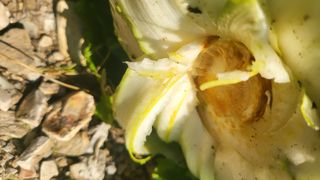 방촌대장님의 배추 · 영농일지 작성글 사진