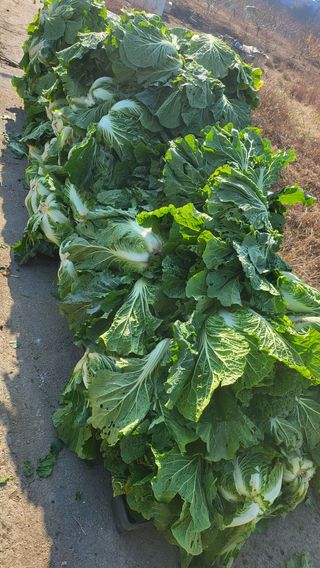 방촌대장님의 배추 · 영농일지 작성글 사진