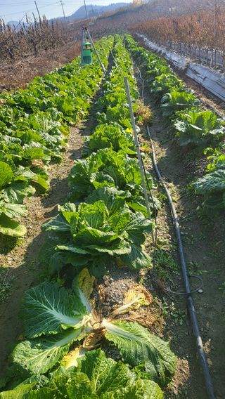 방촌대장님의 배추 · 영농일지 작성글 사진