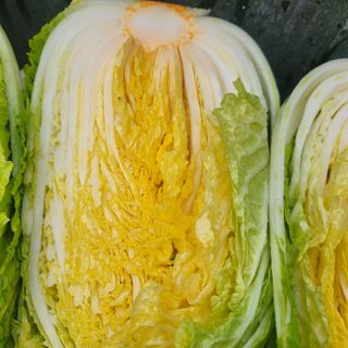 방촌대장님의 배추 · 영농일지 작성글 사진