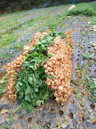 결단이님의 기타작물 · 영농일지 작성글 사진