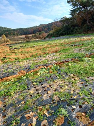 결단이님의 기타작물 · 영농일지 작성글 사진