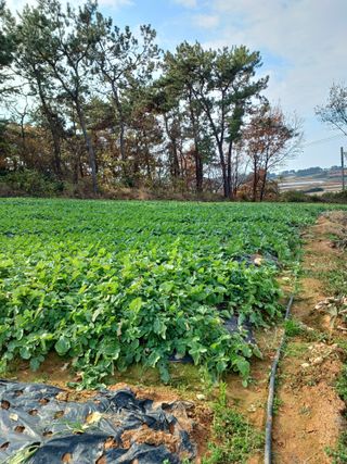 결단이님의 기타작물 · 영농일지 작성글 사진