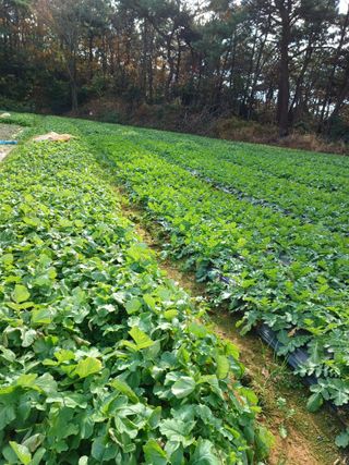 결단이님의 기타작물 · 영농일지 작성글 사진