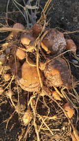 팜모닝 자유주제·자유게시판 게시글 이미지