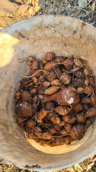 매실6483만물박사님의 자유주제 · 자유게시판 작성글 사진