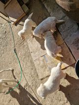 팜모닝 농사, 무엇이든 물어보세요!·참여글 게시글 이미지