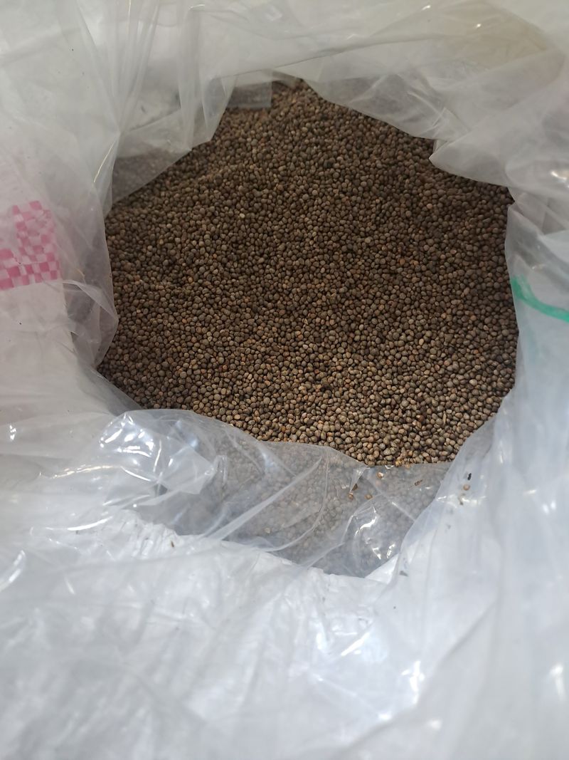 장터 상품 [들깨팝니다1키로15000원입니다] 썸네일