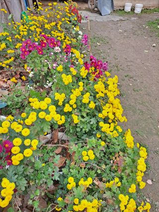 농촌사랑님의 자유주제 · 자유게시판 작성글 사진