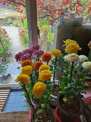 농촌사랑님의 자유주제 · 자유게시판 작성글 사진