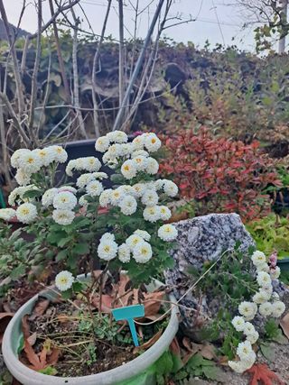 농촌사랑님의 자유주제 · 자유게시판 작성글 사진