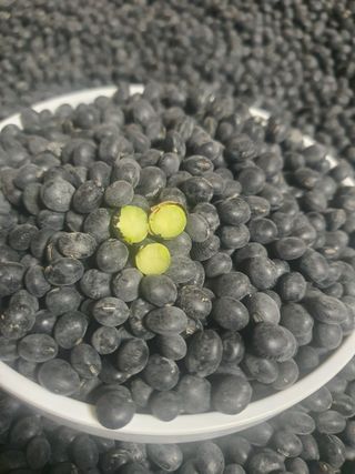 엘림농장님의 콩 · 영농일지 작성글 사진