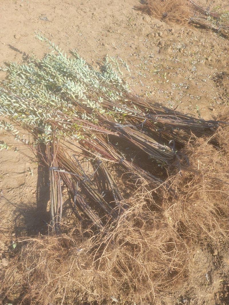 일심묘목농원님의 장터 판매 상품 [화이트핑크셀릭스 삽목1년생 묘목] 첨부 사진