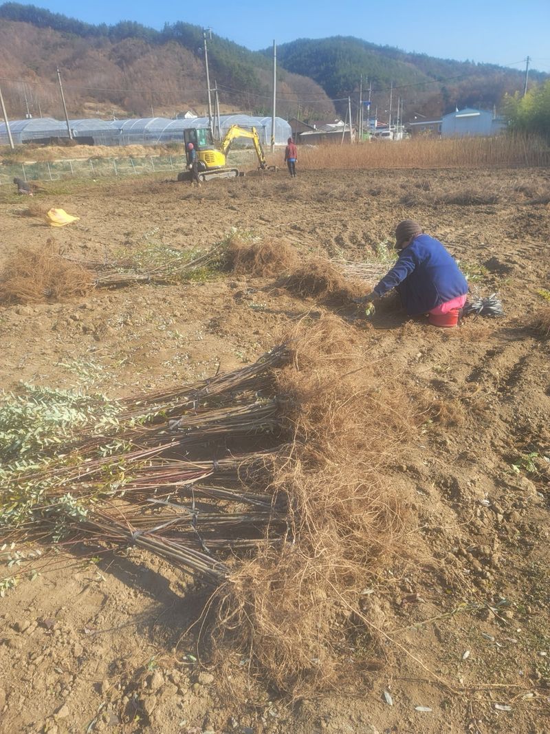 일심묘목농원님의 장터 판매 상품 [화이트핑크셀릭스 삽목1년생 묘목] 첨부 사진