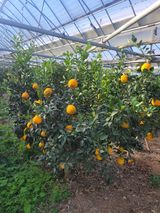 팜모닝 기타작물·영농일지 게시글 이미지