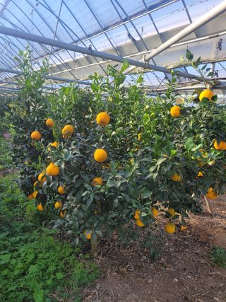 상추3673님의 기타작물 · 영농일지 작성글 사진