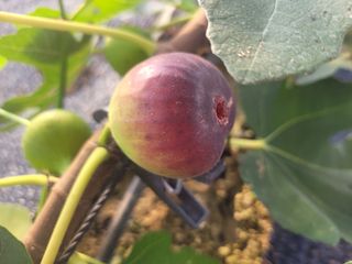 상추3673님의 기타작물 · 영농일지 작성글 사진