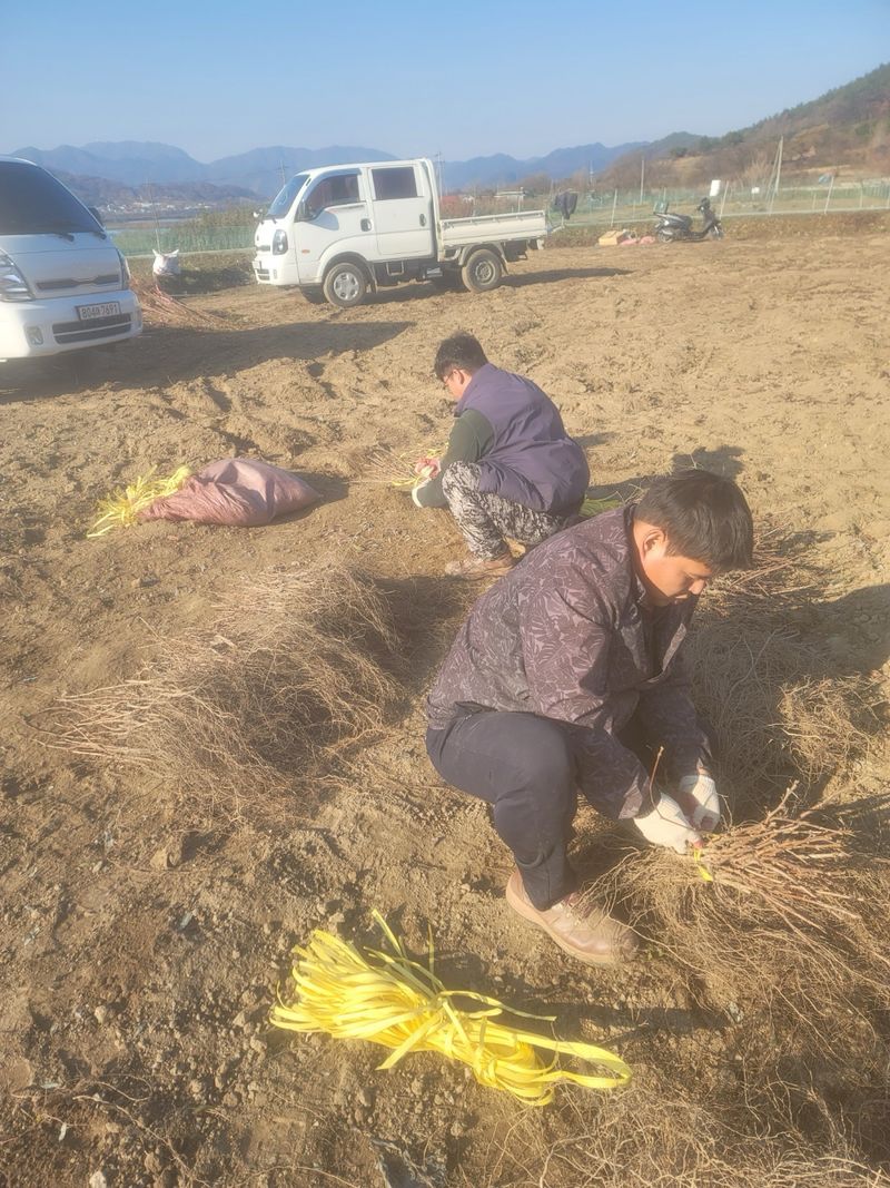 일심묘목농원님의 장터 판매 상품 [산머루 삽목1년생 묘목] 첨부 사진